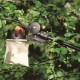 Foarfeca telescopica pentru pomi Fiskars UPX86, 5.5 m
